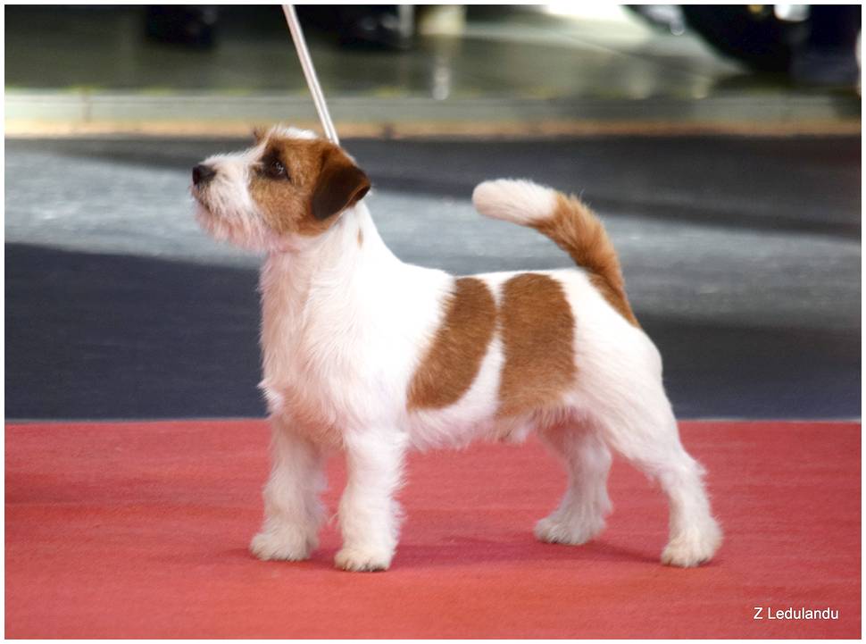 Hodowla Jack Russell Terrier z Ledulandu