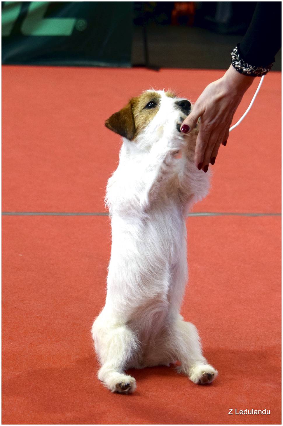 Hodowla Jack Russell Terrier z Ledulandu
