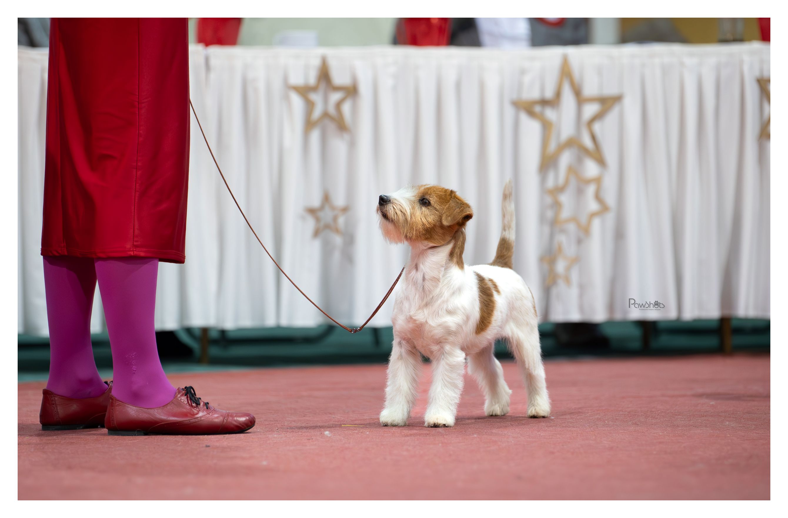 cwc chojnice jack russell terrier z ledulandu
